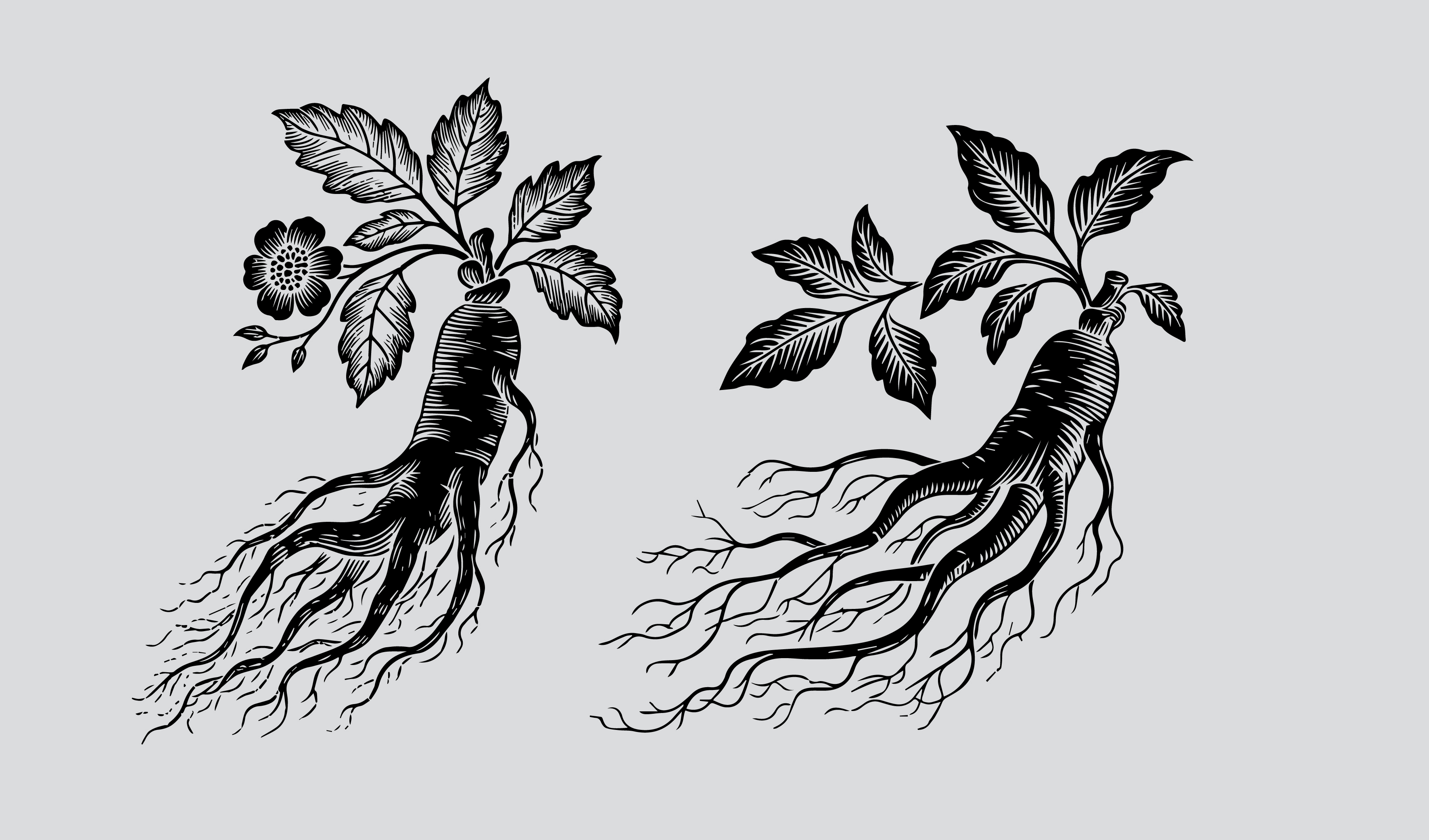 传统   人参矢量插画线条 元素